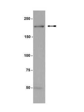 Anti-Myosin Heavy Chain Antibody, clone A4.1025 ascites fluid, clone A4.1025, Upstate&#174;