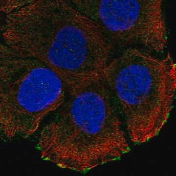 Anti-ATP2C2 antibody produced in rabbit Prestige Antibodies&#174; Powered by Atlas Antibodies, affinity isolated antibody