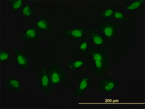 Monoclonal Anti-CRSP6, (C-terminal) antibody produced in mouse clone 1B5, purified immunoglobulin, buffered aqueous solution