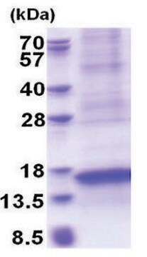 CXCL17 human recombinant, expressed in E. coli, &#8805;85% (SDS-PAGE)