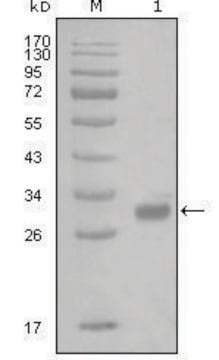 Monoclonal Anti-PAR1 antibody produced in mouse clone 6A7H10, ascites fluid