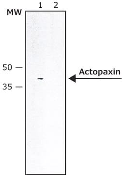 Anti-Actopaxin antibody produced in rabbit IgG fraction of antiserum, PBS solution