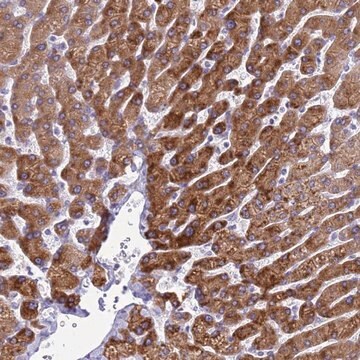 Anti-KNCN antibody produced in rabbit Prestige Antibodies&#174; Powered by Atlas Antibodies, affinity isolated antibody, buffered aqueous glycerol solution