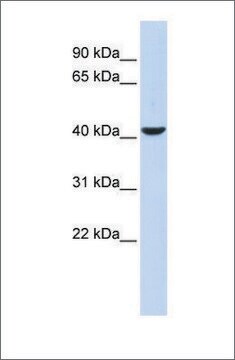 Anti-MEF2B antibody produced in rabbit affinity isolated antibody