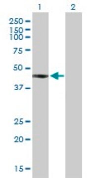 Anti-FCRLA antibody produced in mouse purified immunoglobulin, buffered aqueous solution