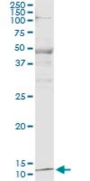 Monoclonal Anti-PTH, (C-terminal) antibody produced in mouse clone 2E4, purified immunoglobulin, buffered aqueous solution