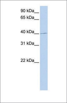 Anti-PAX1 (ab1) antibody produced in rabbit affinity isolated antibody