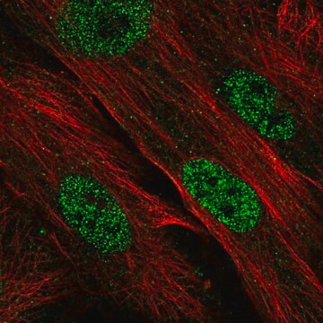 Anti-CDK2AP1 antibody produced in rabbit Prestige Antibodies&#174; Powered by Atlas Antibodies, affinity isolated antibody