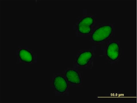 Anti-HIRIP3 antibody produced in mouse purified immunoglobulin, buffered aqueous solution