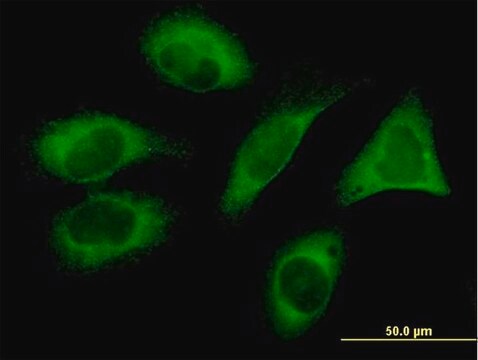 Monoclonal Anti-FLJ20643 antibody produced in mouse clone 1G6, purified immunoglobulin, buffered aqueous solution