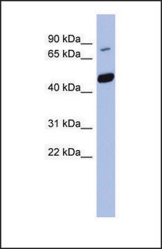 Anti-POGK, (N-terminal) antibody produced in rabbit affinity isolated antibody