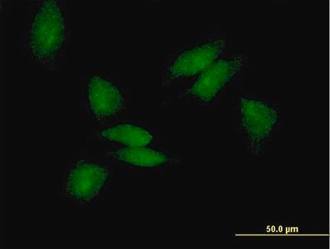 Anti-PABPC3 antibody produced in mouse IgG fraction of antiserum, buffered aqueous solution