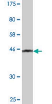 Monoclonal Anti-PMCH antibody produced in mouse clone 1D1, purified immunoglobulin, buffered aqueous solution