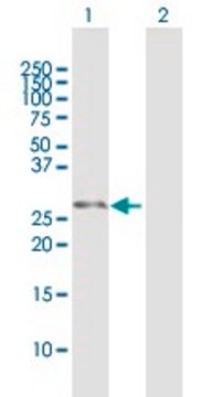 Anti-DCXR antibody produced in mouse purified immunoglobulin, buffered aqueous solution