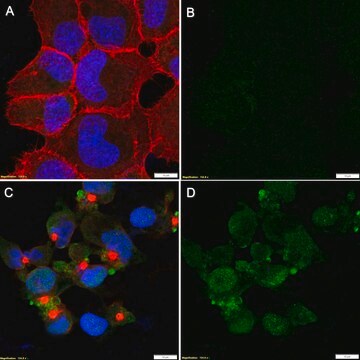 Anti-p-Upf1 (Ser1127) Antibody, clone 1C4-H1 ZooMAb&#174; Rabbit Monoclonal recombinant, expressed in HEK 293 cells