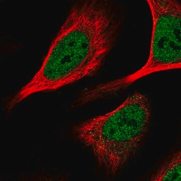 Anti-KHSRP antibody produced in rabbit Prestige Antibodies&#174; Powered by Atlas Antibodies, affinity isolated antibody