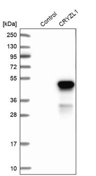 Anti-CRYZL1 antibody produced in rabbit Prestige Antibodies&#174; Powered by Atlas Antibodies, affinity isolated antibody, buffered aqueous glycerol solution