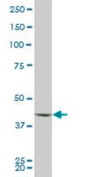 ANTI-PBK antibody produced in mouse clone 2D6, purified immunoglobulin, buffered aqueous solution