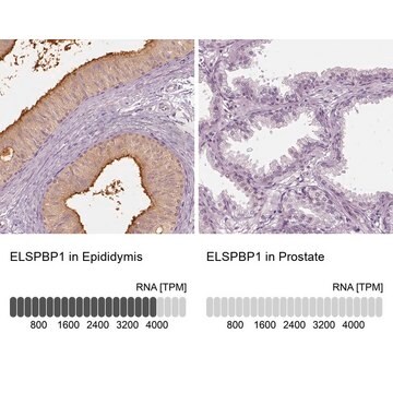 Anti-ELSPBP1 antibody produced in rabbit Prestige Antibodies&#174; Powered by Atlas Antibodies, affinity isolated antibody, buffered aqueous glycerol solution