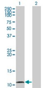 Monoclonal Anti-CCL15 antibody produced in mouse clone 1D7, purified immunoglobulin, buffered aqueous solution