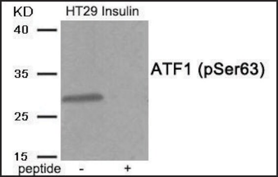 Anti-phospho-ATF1 (pSer63) antibody produced in rabbit affinity isolated antibody