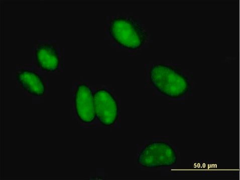 Anti-BCCIP antibody produced in mouse purified immunoglobulin, buffered aqueous solution