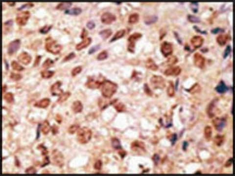 Anti-SIGLEC11 (N-term) antibody produced in rabbit IgG fraction of antiserum, buffered aqueous solution