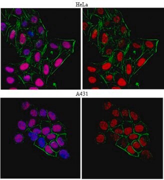 Anti-HEXIM1 Antibody serum, from rabbit