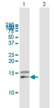 Anti-CCL28 antibody produced in mouse purified immunoglobulin, buffered aqueous solution