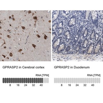 Anti-GPRASP2 antibody produced in rabbit Prestige Antibodies&#174; Powered by Atlas Antibodies, affinity isolated antibody, buffered aqueous glycerol solution