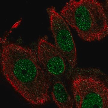 Anti-TEAD2 antibody produced in rabbit Prestige Antibodies&#174; Powered by Atlas Antibodies, affinity isolated antibody