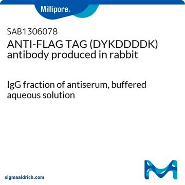 ANTI-FLAG TAG (DYKDDDDK) antibody produced in rabbit IgG fraction of antiserum, buffered aqueous solution