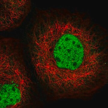 Anti-SFMBT1 antibody produced in rabbit Prestige Antibodies&#174; Powered by Atlas Antibodies, affinity isolated antibody, buffered aqueous glycerol solution