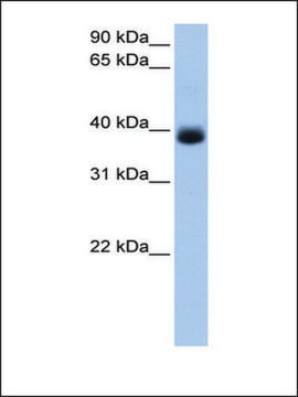 Anti-SerPINA5 (AB1) antibody produced in rabbit affinity isolated antibody