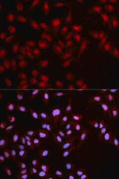 Anti-Phospho-MET-Y1349 antibody produced in rabbit