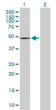 Anti-CD177 antibody produced in mouse purified immunoglobulin, buffered aqueous solution