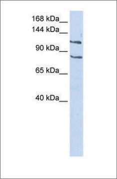 Anti-CEBPZ antibody produced in rabbit affinity isolated antibody