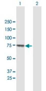 Anti-MUC20 antibody produced in mouse purified immunoglobulin, buffered aqueous solution