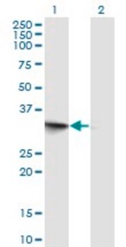 Monoclonal Anti-FRG1 antibody produced in mouse clone 2B9, purified immunoglobulin, buffered aqueous solution