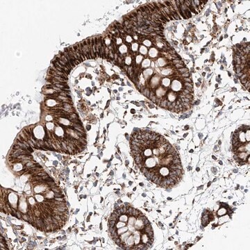 Anti-RUSC1 antibody produced in rabbit Prestige Antibodies&#174; Powered by Atlas Antibodies, affinity isolated antibody, buffered aqueous glycerol solution, ab2