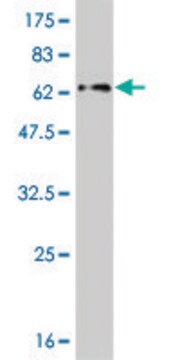 Monoclonal Anti-ZNF215 antibody produced in mouse clone 1E4, purified immunoglobulin, buffered aqueous solution