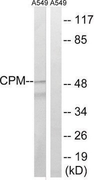 Anti-CPM antibody produced in rabbit affinity isolated antibody