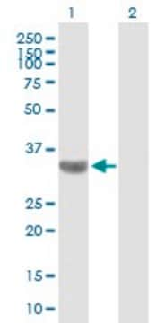 Anti-TBC1D3 antibody produced in mouse purified immunoglobulin, buffered aqueous solution