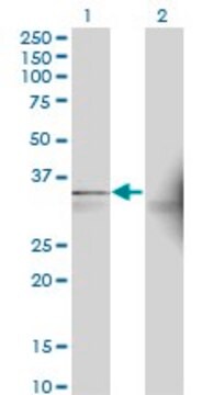 Monoclonal Anti-AASDHPPT antibody produced in mouse clone 2C12, purified immunoglobulin, buffered aqueous solution