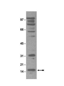 Anti-dimethyl-Arginine Antibody, symmetric (SYM11) Upstate&#174;, from rabbit