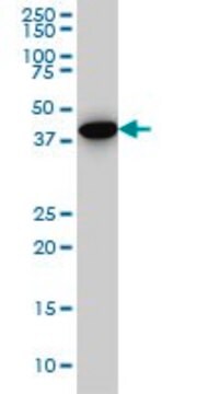 Monoclonal Anti-CNOT2, (C-terminal) antibody produced in mouse clone 3F1, ascites fluid