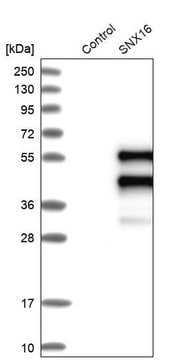 Anti-SNX16 antibody produced in rabbit Prestige Antibodies&#174; Powered by Atlas Antibodies, affinity isolated antibody, buffered aqueous glycerol solution, ab2