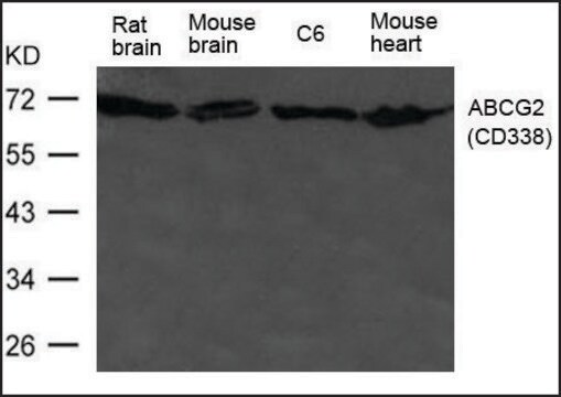 Anti-ABCG2 antibody produced in rabbit affinity isolated antibody