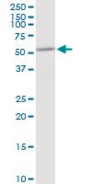 Anti-DHCR7 antibody produced in rabbit purified immunoglobulin, buffered aqueous solution