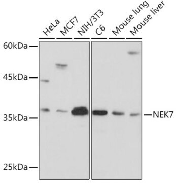 Anti-NEK7 Antibody, clone 7Y3B10, Rabbit Monoclonal